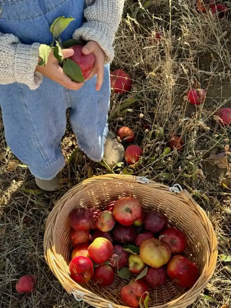 apple picking fall outfit