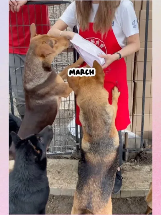 *2026* 10 animal shelter outfits + oddly specific tips!