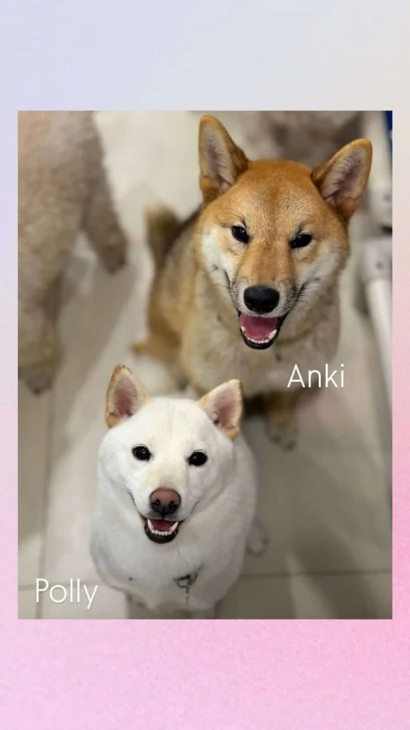 what to wear animal shelter 