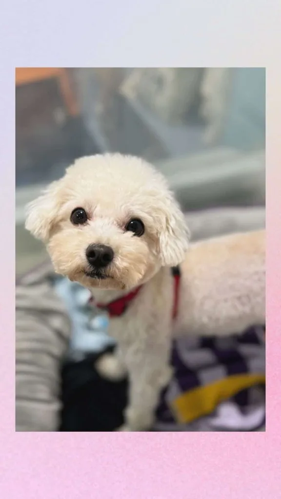 what to wear animal shelter 