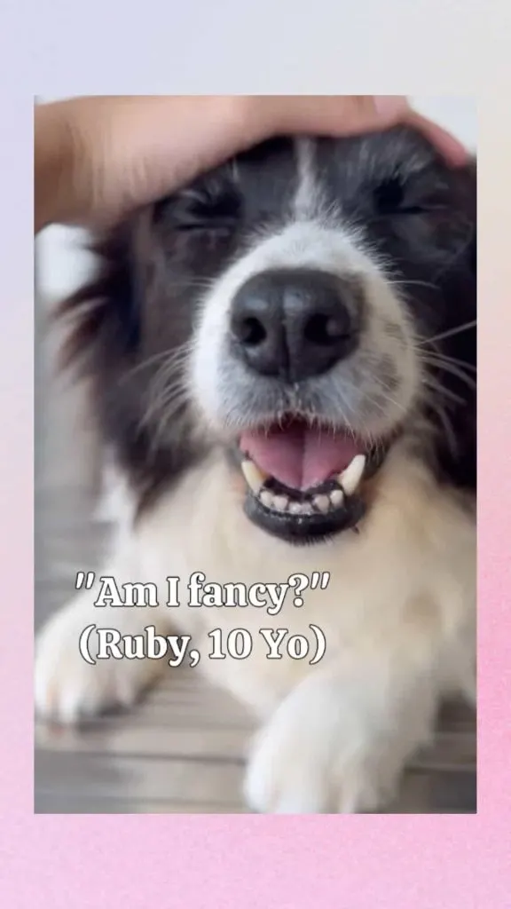 dog volunteer outfit ideas