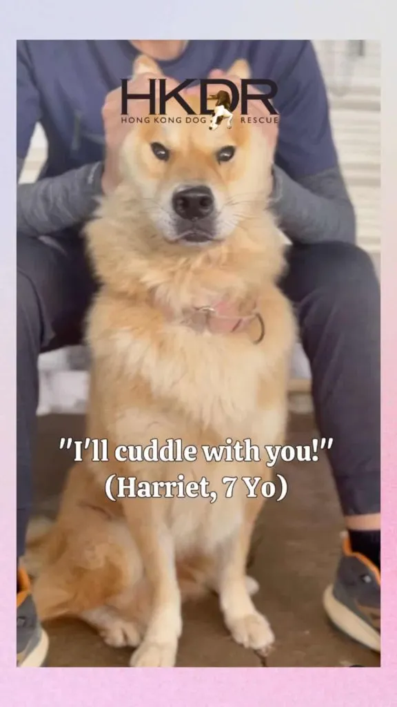 what to wear animal shelter 