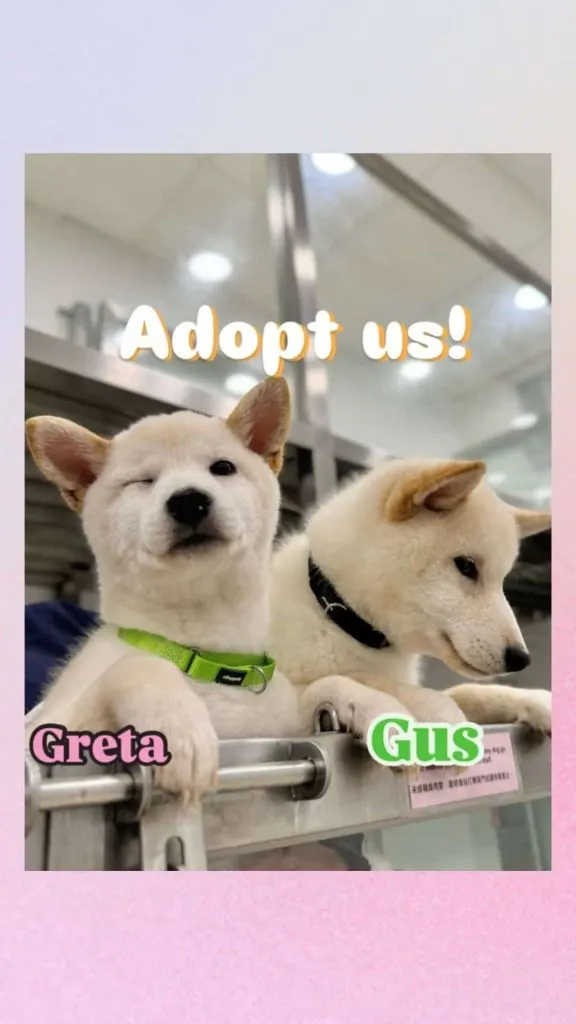 what to wear animal shelter