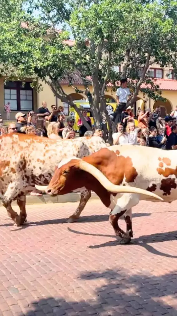 what to wear to stockyard redeo